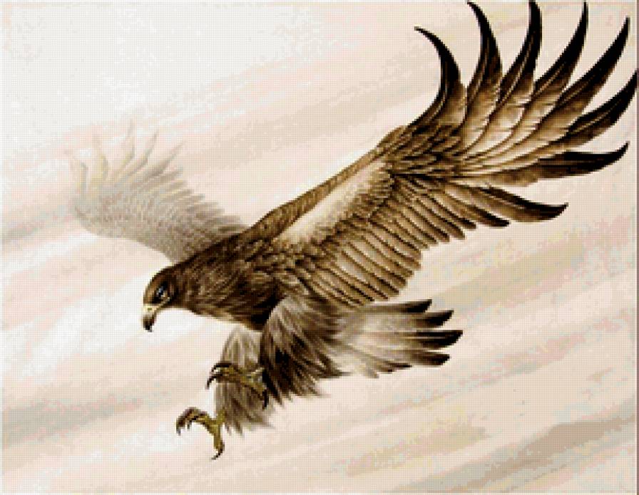 орлица - белый орел, полет, орлы, большие птицы, хищные - предпросмотр