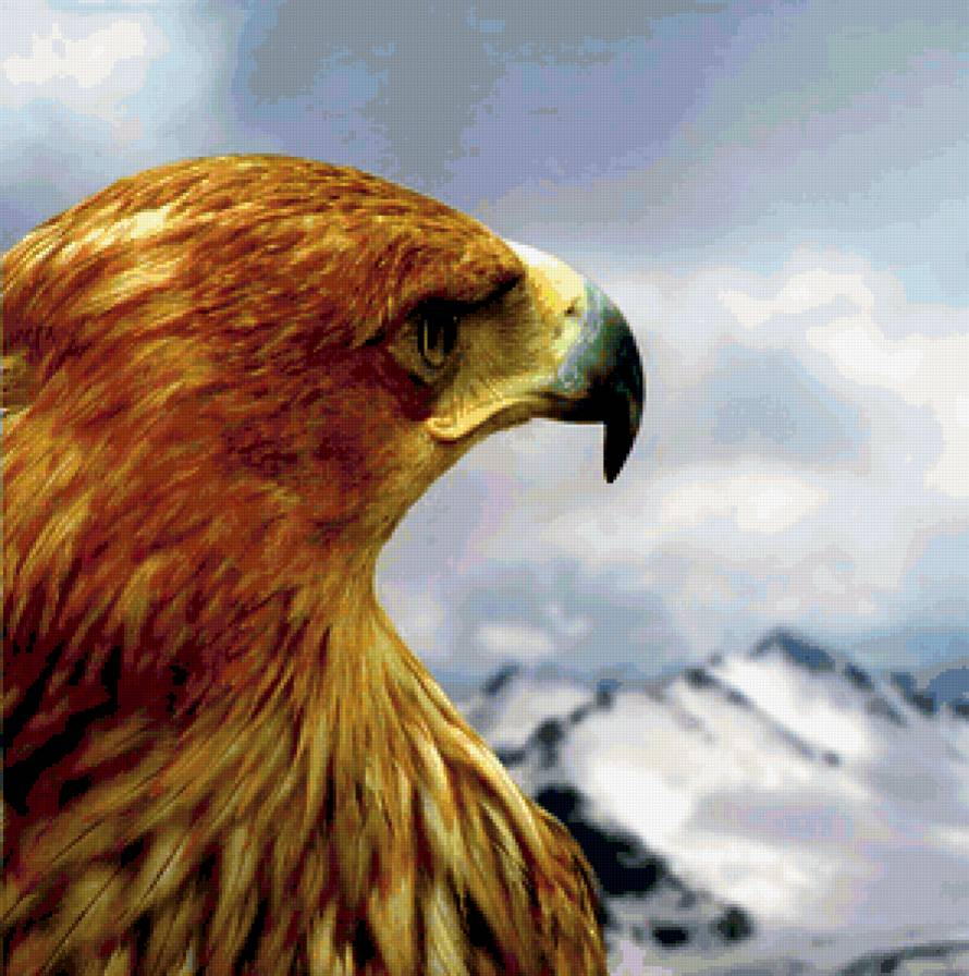 орел - горы, хищные, орлы, полет, орлица, коршун, большие птицы - предпросмотр