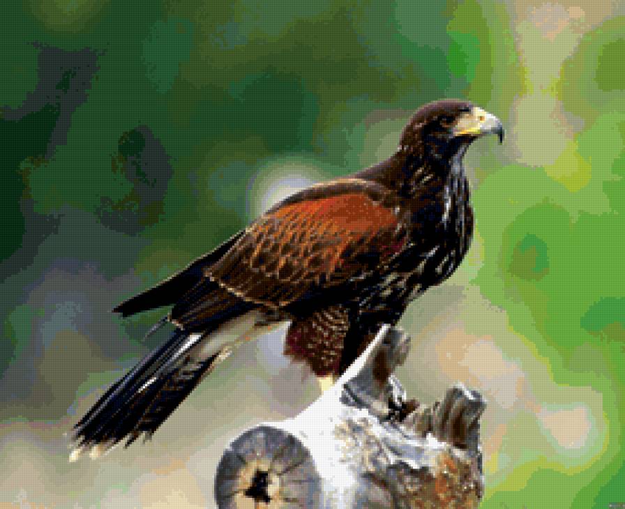 орел - коршун, хищные, орлица, большие птицы, орлы - предпросмотр