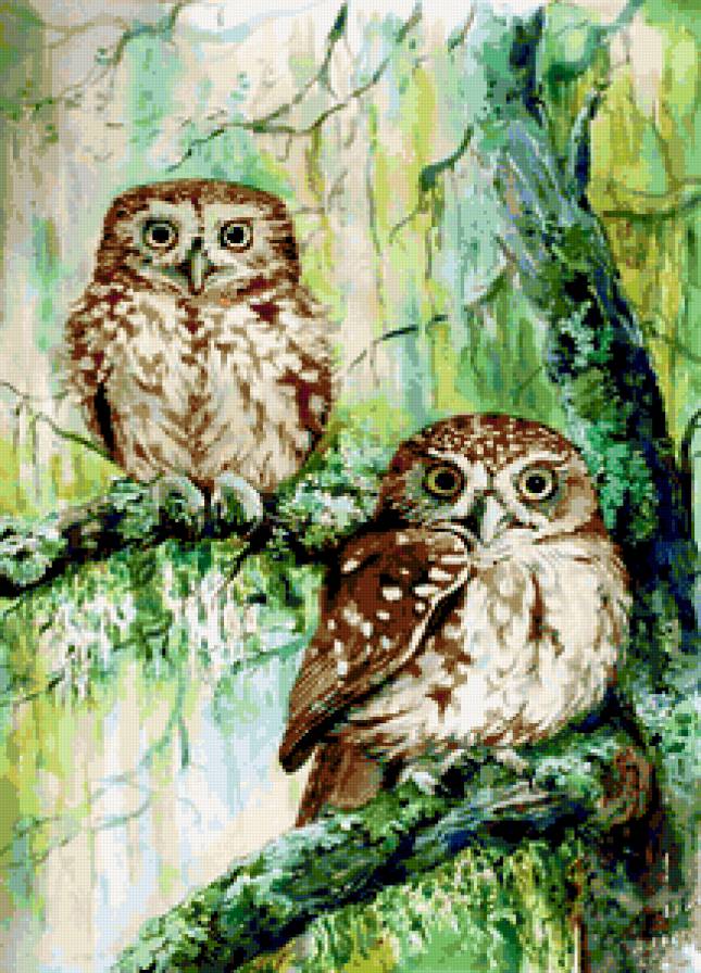 Совы - лето, сова, птицы, животные, иллюстрации, совы, природа - предпросмотр