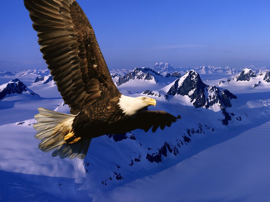 орел - хищные, орлы, горы, полет, большие птицы - оригинал