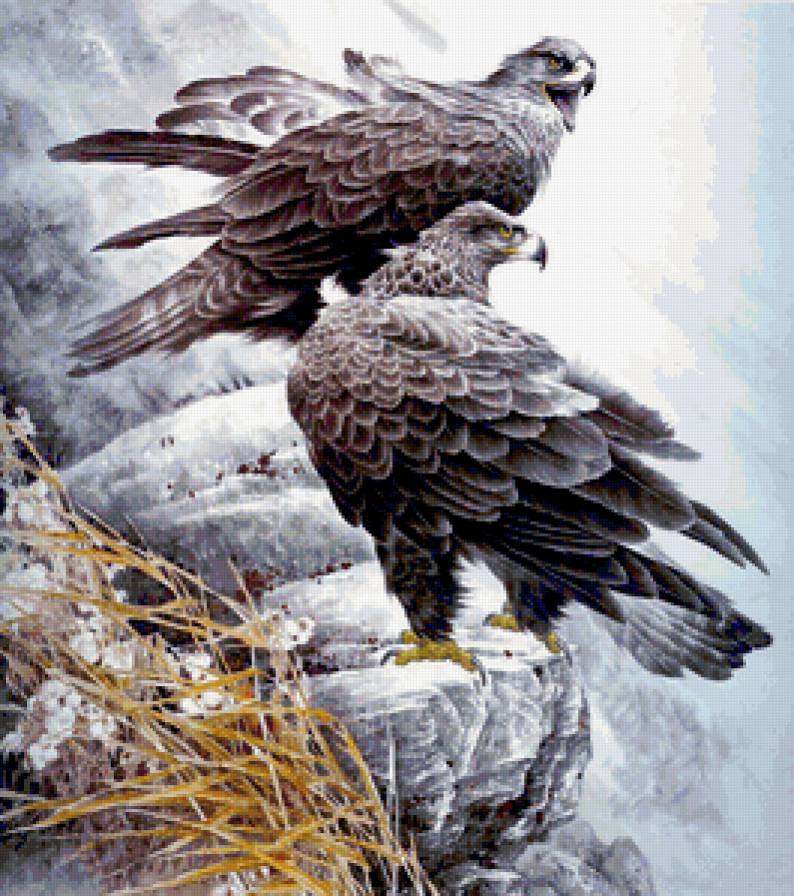 орлы - большие птицы, орел, семья, горы, орлица, хищные, полет, пара - предпросмотр