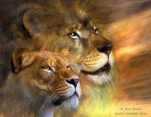 пара - хищник, дикие кошки, пара, лев, львица, животные, любовь, нежность - оригинал