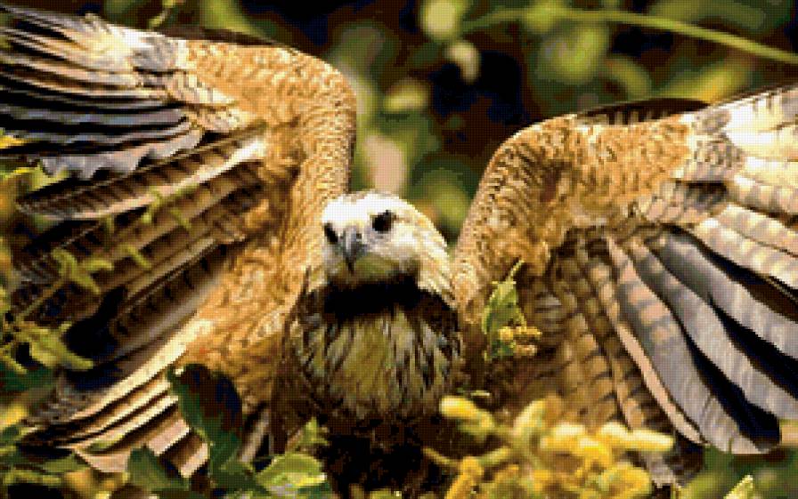 птенец - орлы, коршун, хищные, большие птицы, полет - предпросмотр