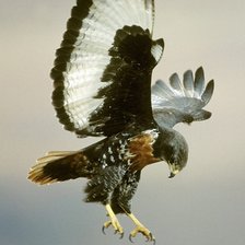 орел