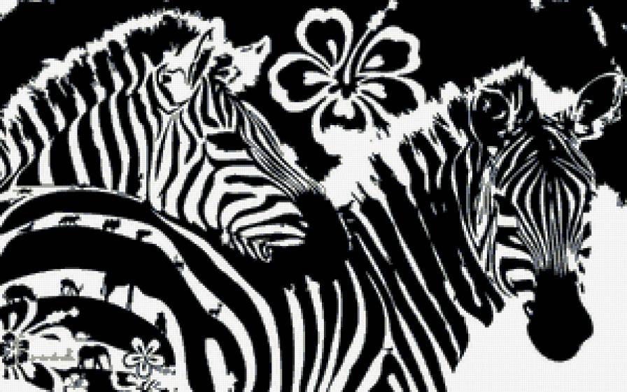 зебры - черно-белое, мотив, зебра, животные - предпросмотр