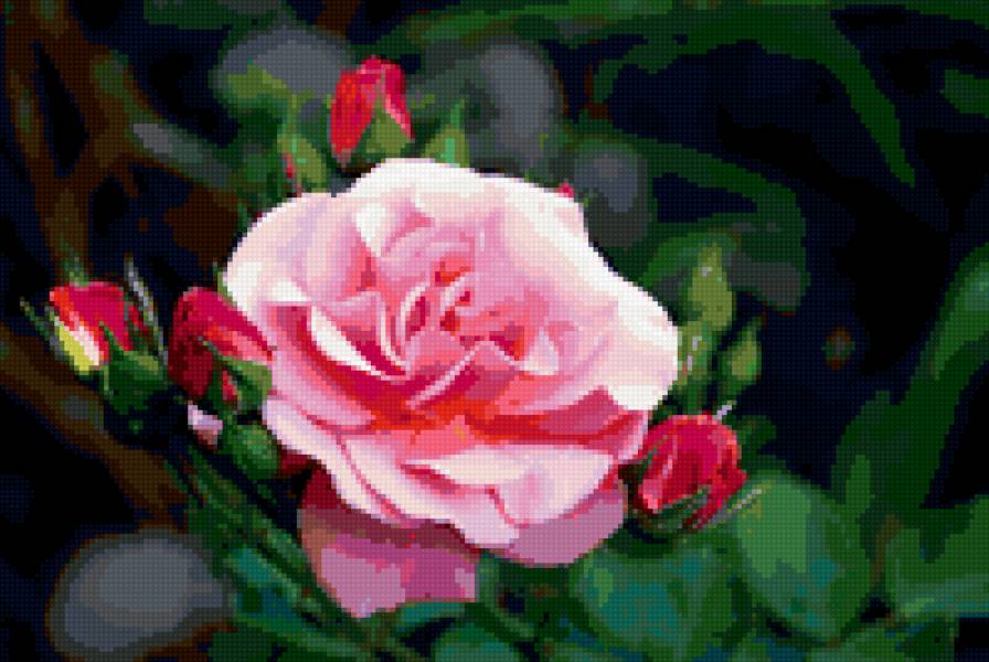 Роза - розы, цветы - предпросмотр