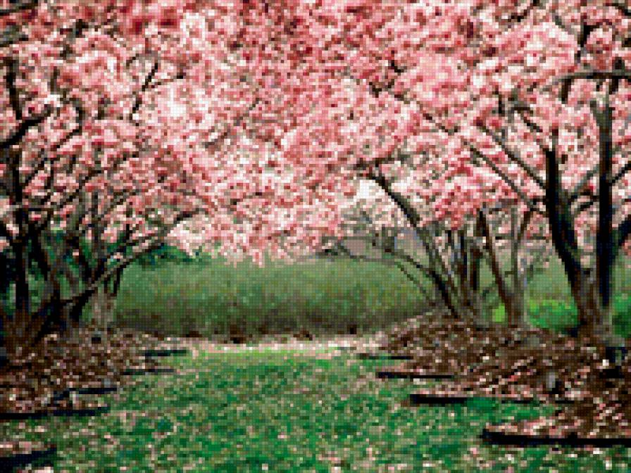 Сакура - предпросмотр