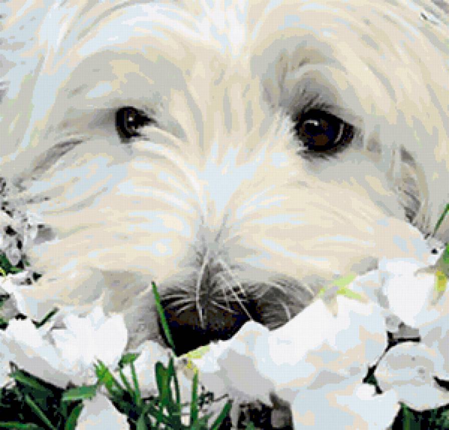 ВЕСТ ХАЙЛЕНД УАЙТ ТЕРЬЕР - собаки, животные - предпросмотр