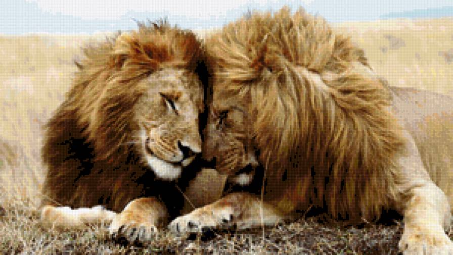 пара - хищник, нежность, львица, дикие кошки, лев, животные, пара, любовь - предпросмотр