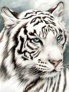 белый тигр - дикие хищные кошки, хищник, тигр, животные, белый тигр, дикие кошки - оригинал