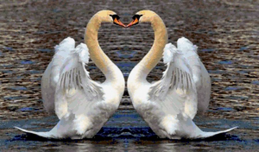 №192680 - птицы, лебеди - предпросмотр