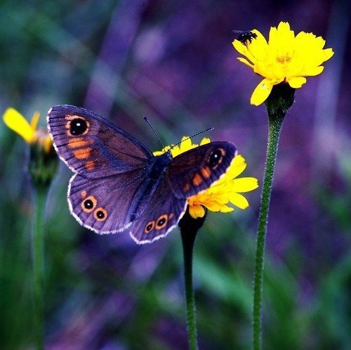 Бабочка - цветок, бабочка - оригинал