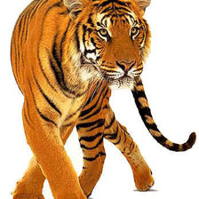 Оригинал схемы вышивки «Тигр» (№192737)