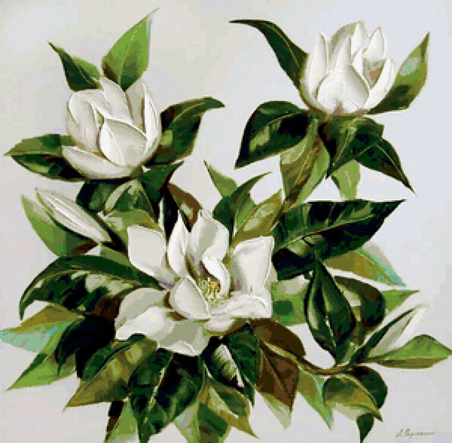 цветы магнолии - букет, белые цветы - предпросмотр