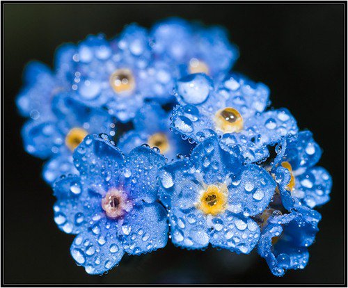 цветы - оригинал