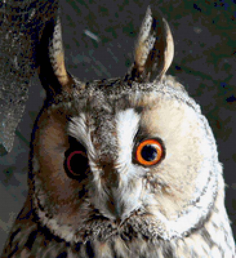 сова - птицы., совы - предпросмотр