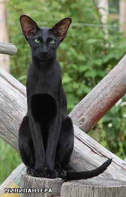 Ориенталка - кошка - оригинал