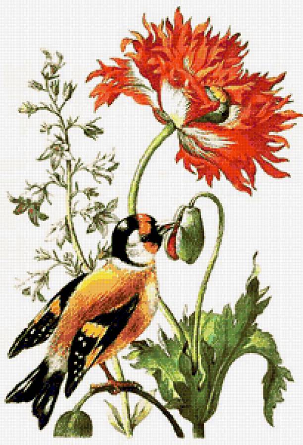 Птичка и цветок - цветок, искусство, маки, флора, винтаж, птицы - предпросмотр