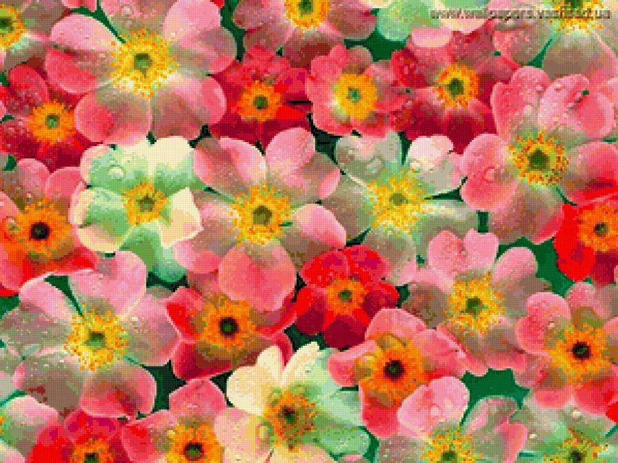 Цветы - цветы - предпросмотр