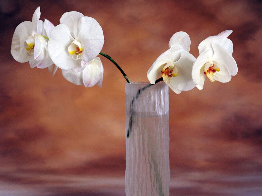 Орхидеи - орхидеи, цветы - оригинал