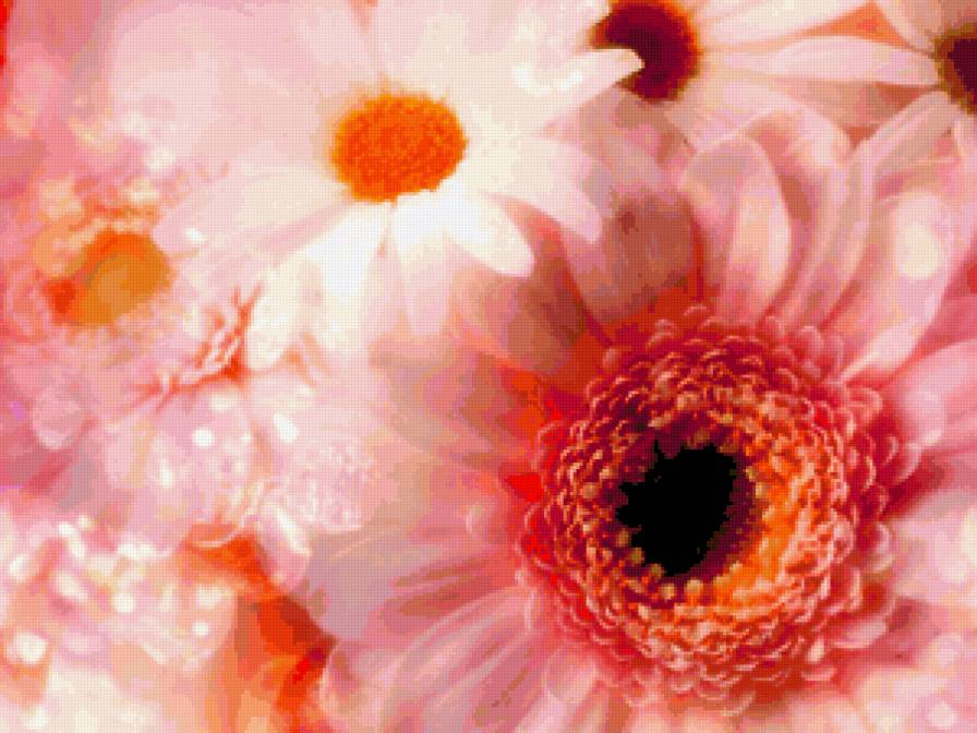 Розовые герберы - цветы, герберы - предпросмотр