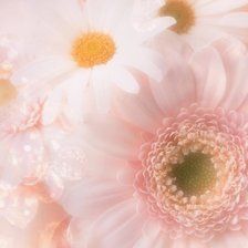 Розовые герберы