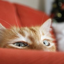 Схема вышивки «№193478»