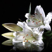 Схема вышивки «№193727»