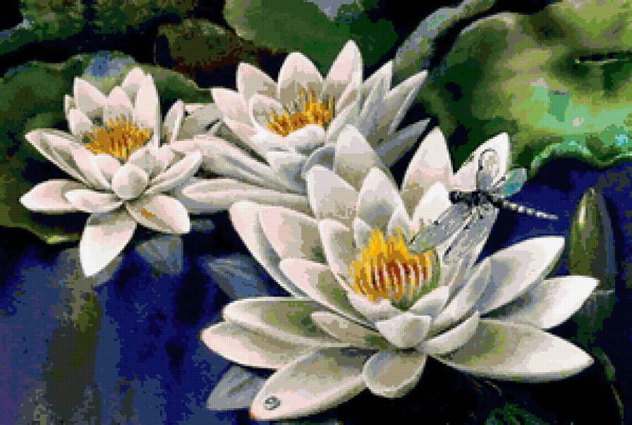 лотосы - предпросмотр