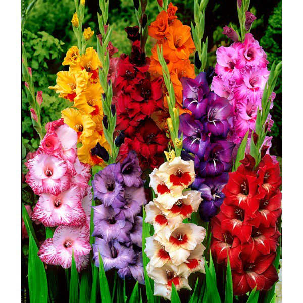 №193773 - цветы - оригинал