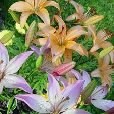 Схема вышивки «лилии»