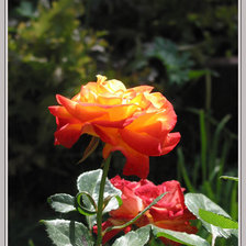 Схема вышивки «розы»