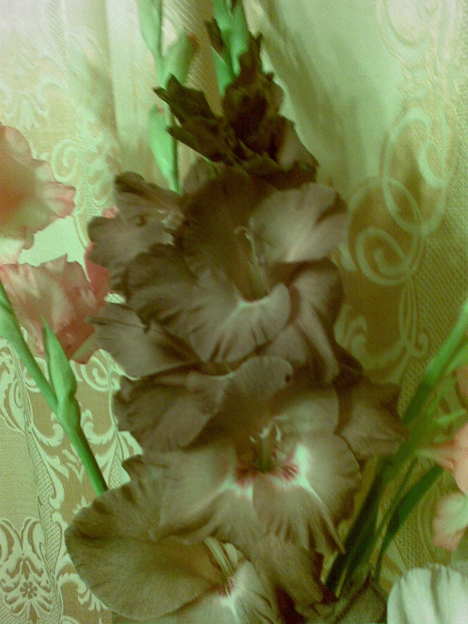 Гладиолусы - цветы - оригинал