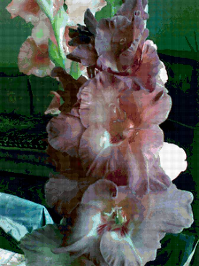 гладиолусы - цветы - предпросмотр