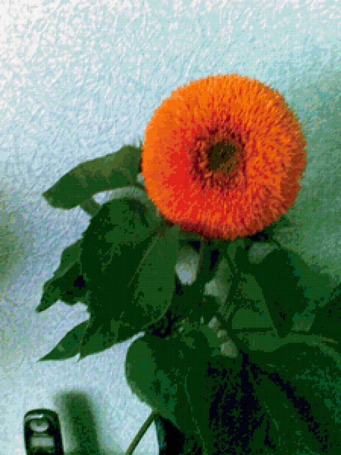 подсолнух - цветы - предпросмотр