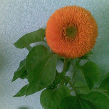 Схема вышивки «подсолнух»