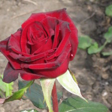 Схема вышивки «роза»