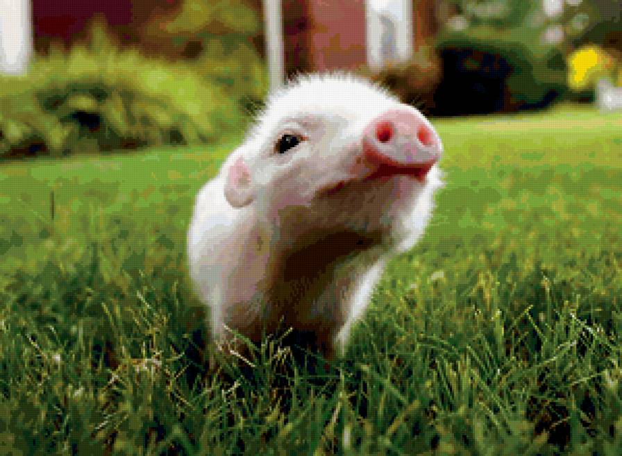 Хрюня - свинья, животные, поросенок, природа - предпросмотр