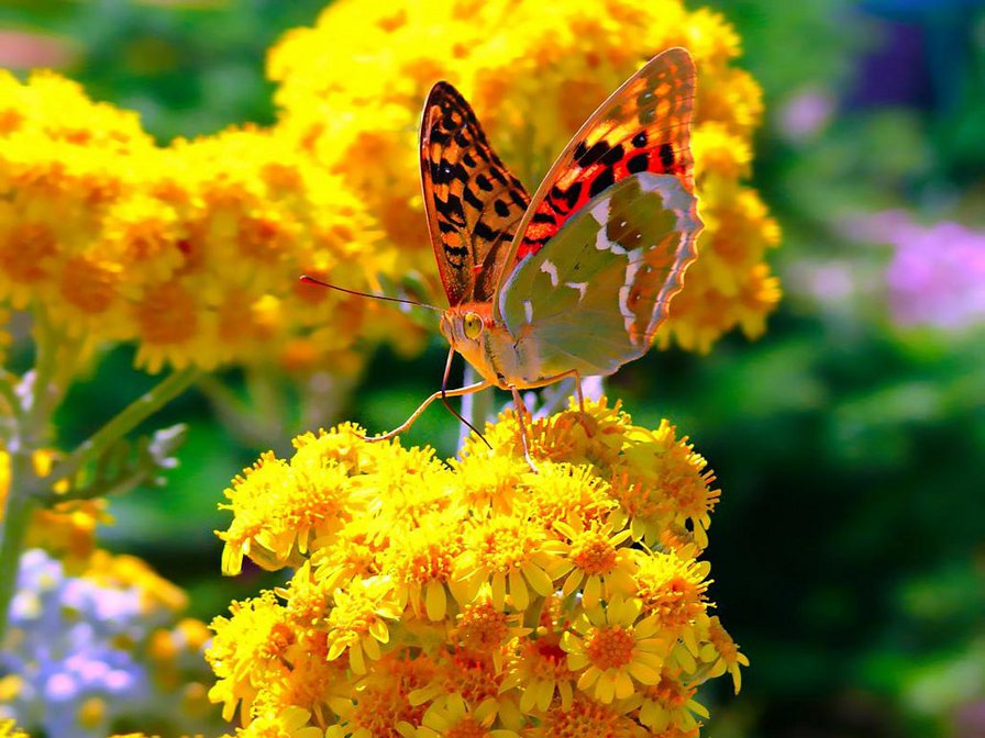 Бабочка на желтом - бабочка, красота, природа - оригинал
