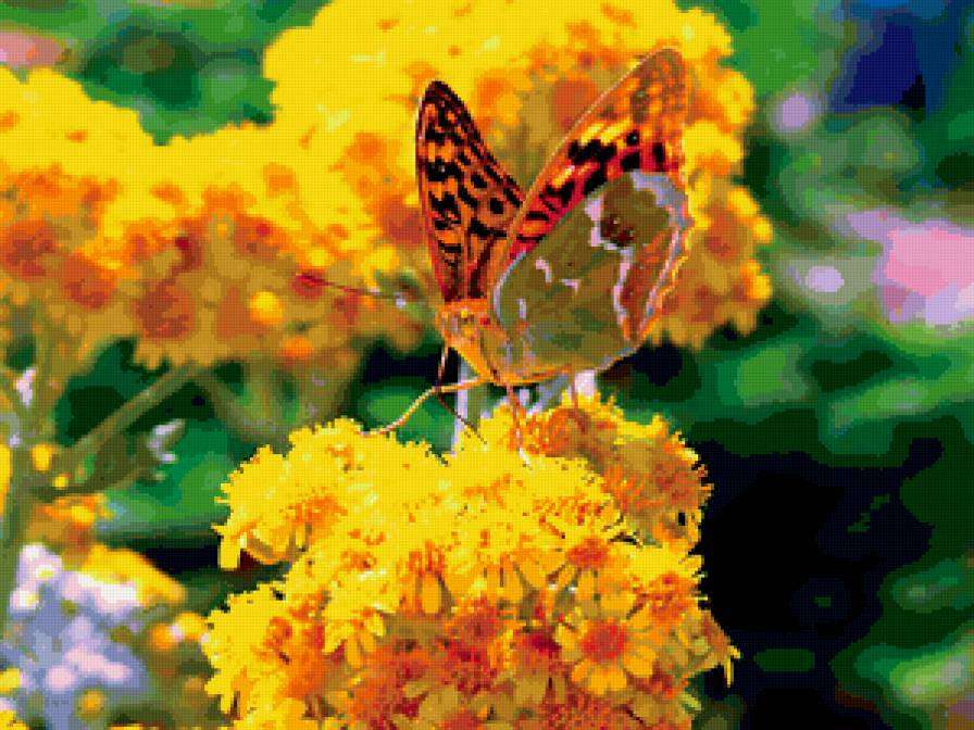Бабочка на желтом - природа, бабочка, красота - предпросмотр