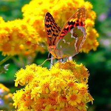 Бабочка на желтом