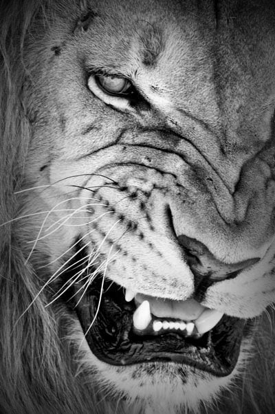 лев - лев - оригинал