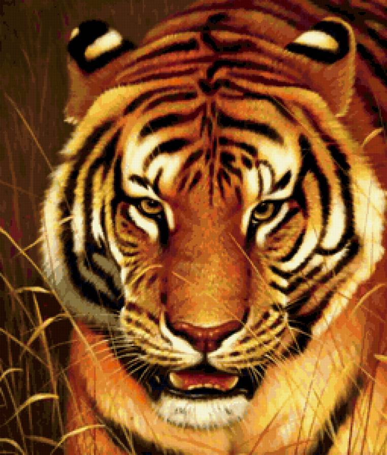 тигр - животные - предпросмотр