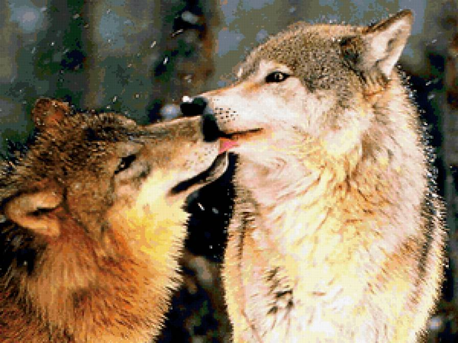 волки - животные, волки, любовь, поцелуй, хищники - предпросмотр