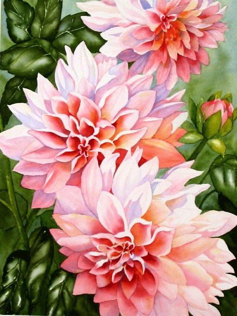 Георгины - георгины, георгин, лето, панно, цветы, нежные лепестки, флора - оригинал