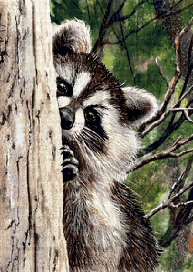 Енот - еноты, енот, дерево, лес, животные, природа, зверушки - предпросмотр