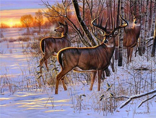 олени - зима, олененок, олени, животные, лес, закат, олень, природа - оригинал