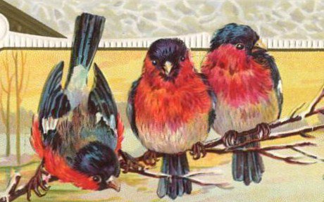 Снегири - животные, снегири, птица, снегирь, открытка, птицы - оригинал