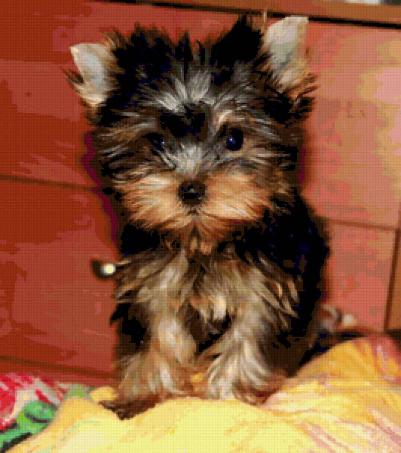 Пуговка - предпросмотр